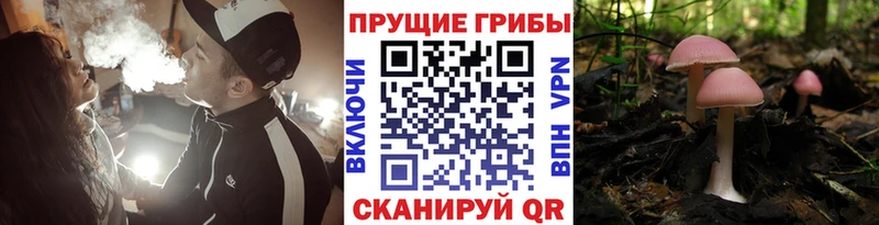 Галлюциногенные грибы Cubensis  Томск 